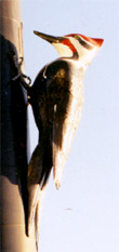 upper woodpecker
