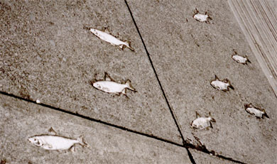 fish in sidewalk