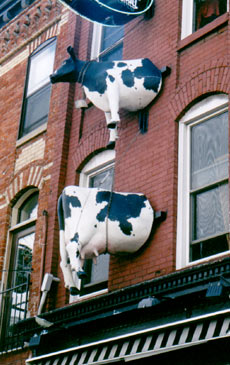 split cow