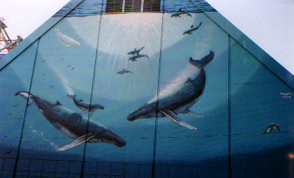 sweet swimming whales