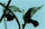 8 birds