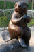 Beaver