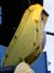 canary