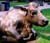 cows on grass