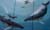swimming whales