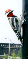 lower woodpecker